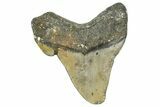 Partial, Fossil Megalodon Tooth - North Carolina #363754-1